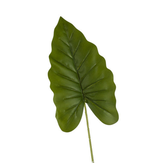 Alokasian lehti