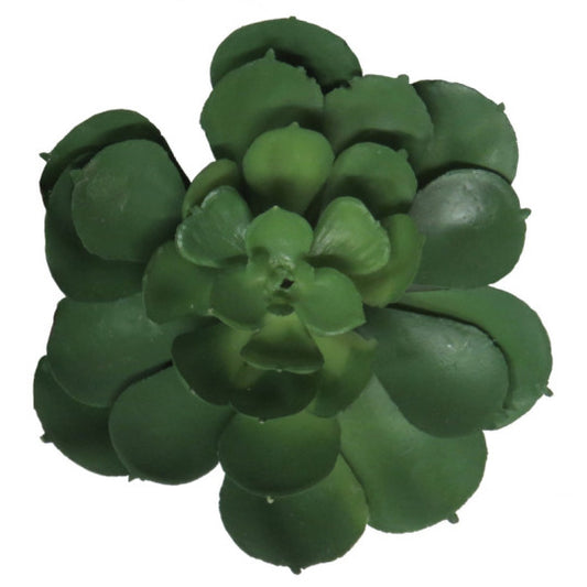 Mehikasvi tikussa – 12 cm
